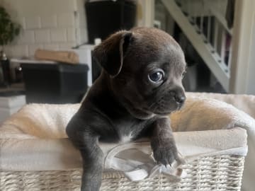 Chihuahua/Fransk bulldog · Vallda · Anna B.