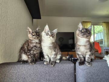 Maine Coon · Hokksund · N Eikerskogens