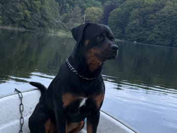 Rottweiler/American Bully XL · Gärsnäs · Helena