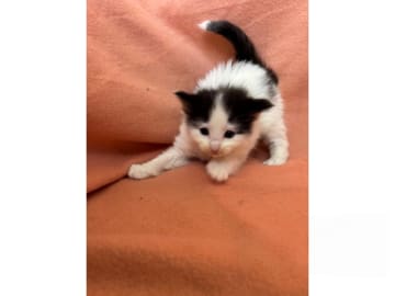 Norsk skogkatt · Kilsmo · SE*Blackfire’s