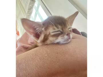 Abyssiner katt · Karlskrona · SE*Babytassens