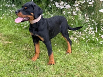 Rottweiler · Lödöse · Kennel Lexander's