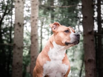 American staffordshire terrier · Perstorp · Annicanina's