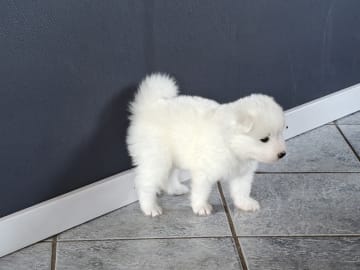Samojedhund · Brovst · Tom Larsen