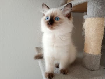 Ragdoll · Strömsnäsbruk · SE*Borgabyns