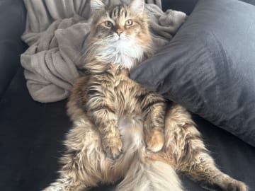 Sibirsk skogkatt · Årsunda · William A.