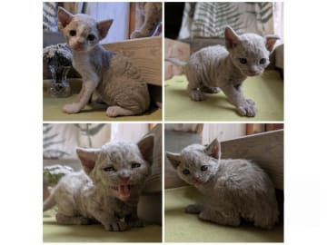 Devon Rex · Filipstad · SE*Älvbrons
