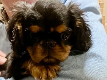 King charles spaniel · Gnesta · Cinnamon