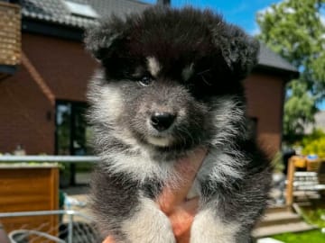 Finsk lapphund · Mjölby · World's Wildest