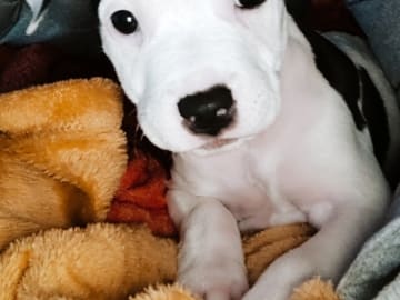 American bully · Karlshamn · Simone J.