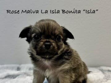 Chihuahua · Thorsø · Rose Malva