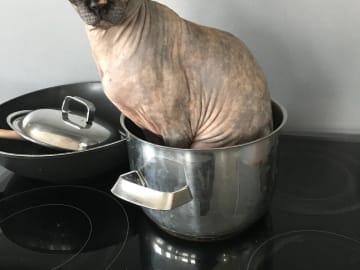 Sphynx · Solna · Kattis B.