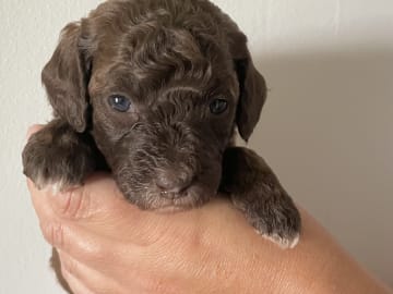 Labradoodle · Skultuna · Björn M.