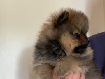 Pomeranian