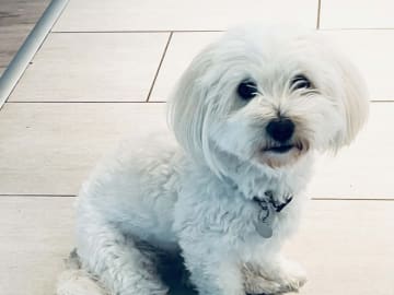 Coton de Tulear · Holstebro · Sara Ruby Jensen