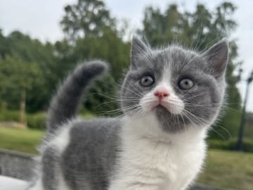British Shorthair · Laholm · SE*Royal Whiskers