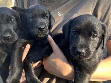 Labrador retriever · Flemming · Thomas Popperud