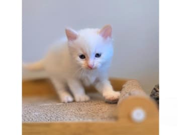 Sibirisk katt · Sollentuna · SE*misMillones