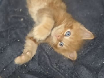 Maine Coon · Reinsvoll · Carina H.