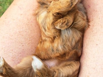 Bichon havanais · Dösjebro · Herdsmaid's