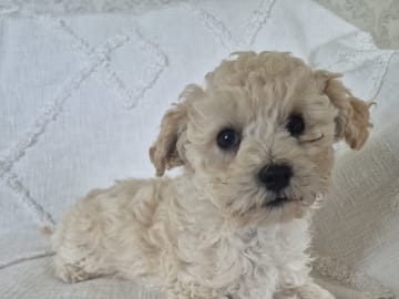 Maltipoo · Hässleholm · Daniela K.