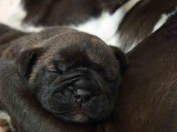 Continental Bulldog · Harestad · Hogwart's