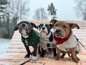 American bully