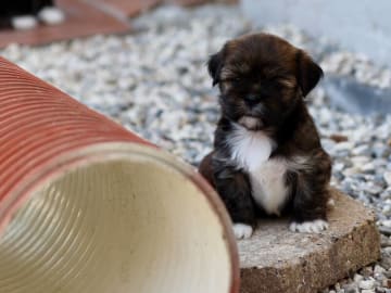 Lhasa apso · Gjerlev J · Crystal Eye's