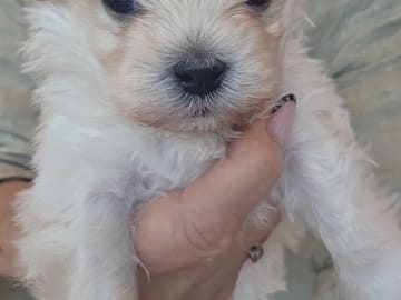 50%russisk bolonka 50%chihuahua/shi · Åros · Privat