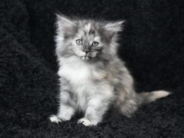 Norsk skogkatt · Lidingö · SE*Avivaz