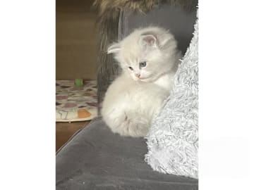 Ragdoll · Falun · S*Blå Ängelns