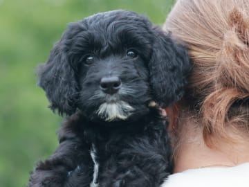 Bernedoodle · Spekeröd · Hagendalens
