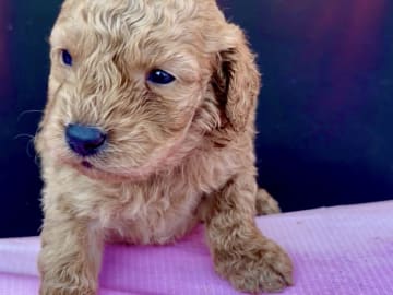 Labradoodle · Vittsjö · Fluffssons