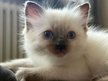 Ragdoll · Johanneshov · SE*LillaGumman's