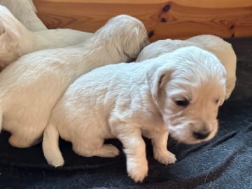 Golden retriever · Mariestad · Fanzia