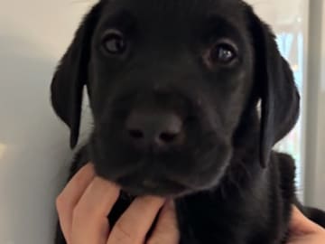 Mitzys retrivers