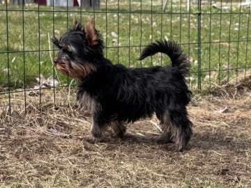 Yorkshire terrier · örebro · Augusta Star’s