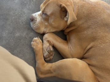 American bully · Lönsboda · Johanna H.
