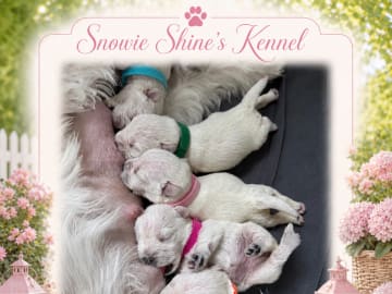 Dvärgschnauzer · Vara · Snowie Shine’s Kennel