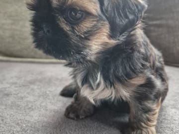 Shih Tzu · Huddinge · Therese S.
