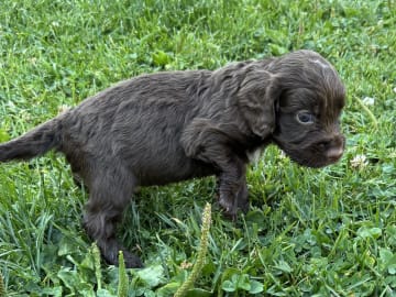 Cocker spaniel · Grimstad · Audun Andre Larsen