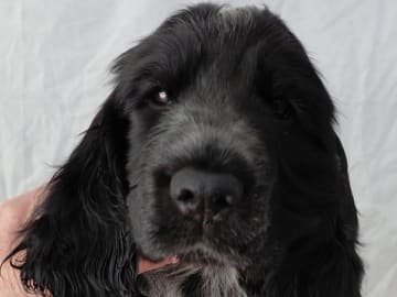 Cocker spaniel · Vittsjö · Cockerpojkarnas