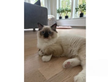 Ragdoll · Åkersberga · SE*Ragadonis