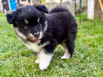 Finsk lapphund · Åkersberga · Ancient