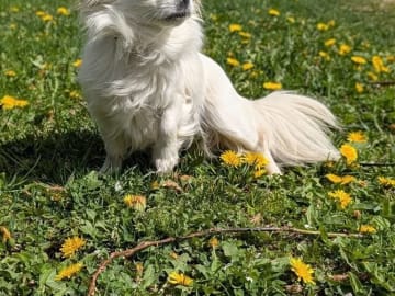 Chihuahua · Kungsör · Sol-Britt L.