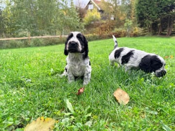 Cocker spaniel · Nordby · Norsewyn