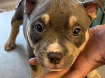 American Bully · Borås · Jasmine A.
