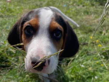 Halden Hound (Haldenstøver) · Tangen · Lykkelosberget