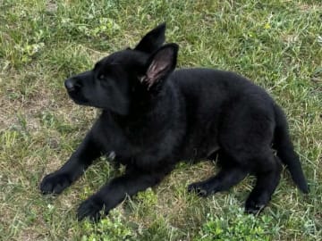 Tysk Schäferhund · Listerby · Kennel Snibor Anzi
