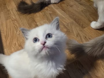 Ragdoll · Norrköping · Benjamin I.